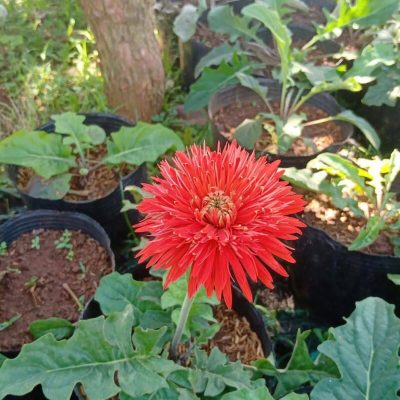 Hoa đồng tiền cổ thái lan ” màu đỏ cam Red Eye ” – bầu to đẹp