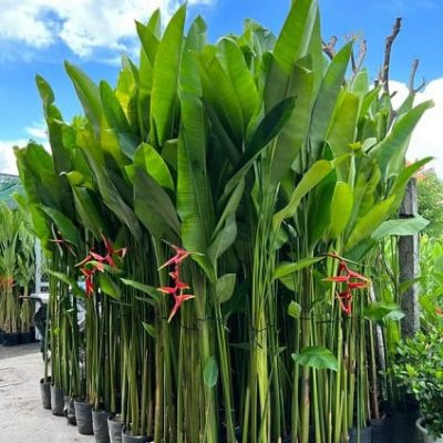 Chậu Cây Chuối Phượng Hoàng